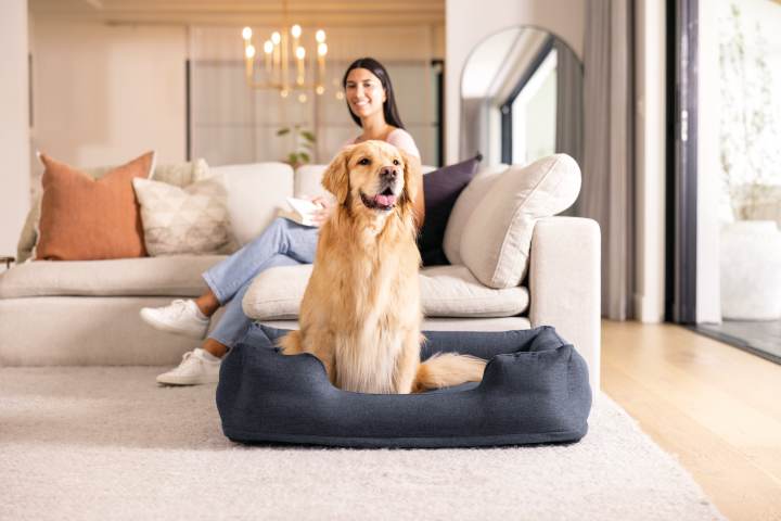 Pets Intex