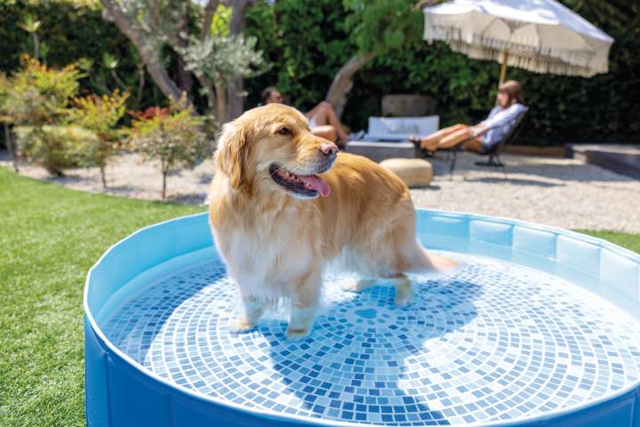 Pets Intex