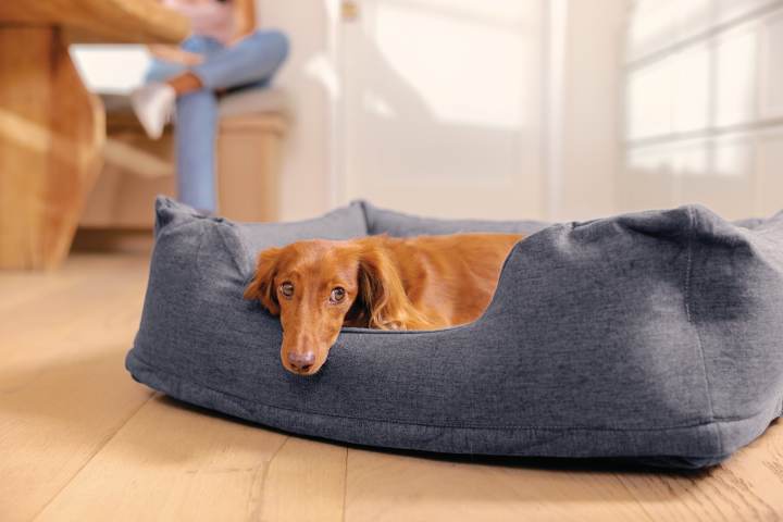 Pets Intex